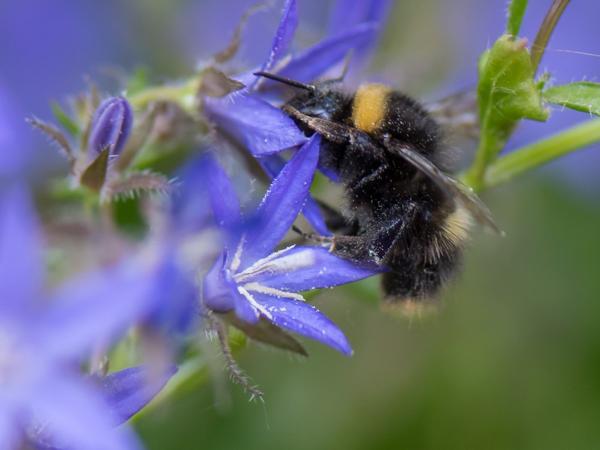 <h3>Bombus pratorum / Early humble‑bee / Weidehommel</h3>